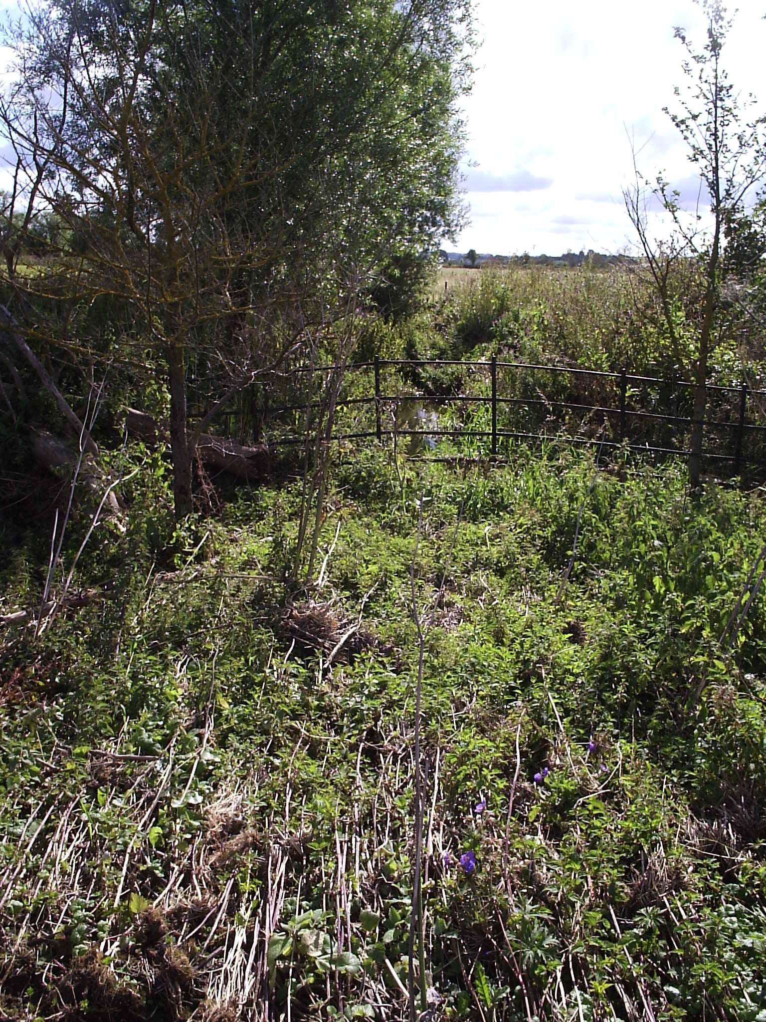 Pill Ditch east of Grove Park Drive, 31 July 2007