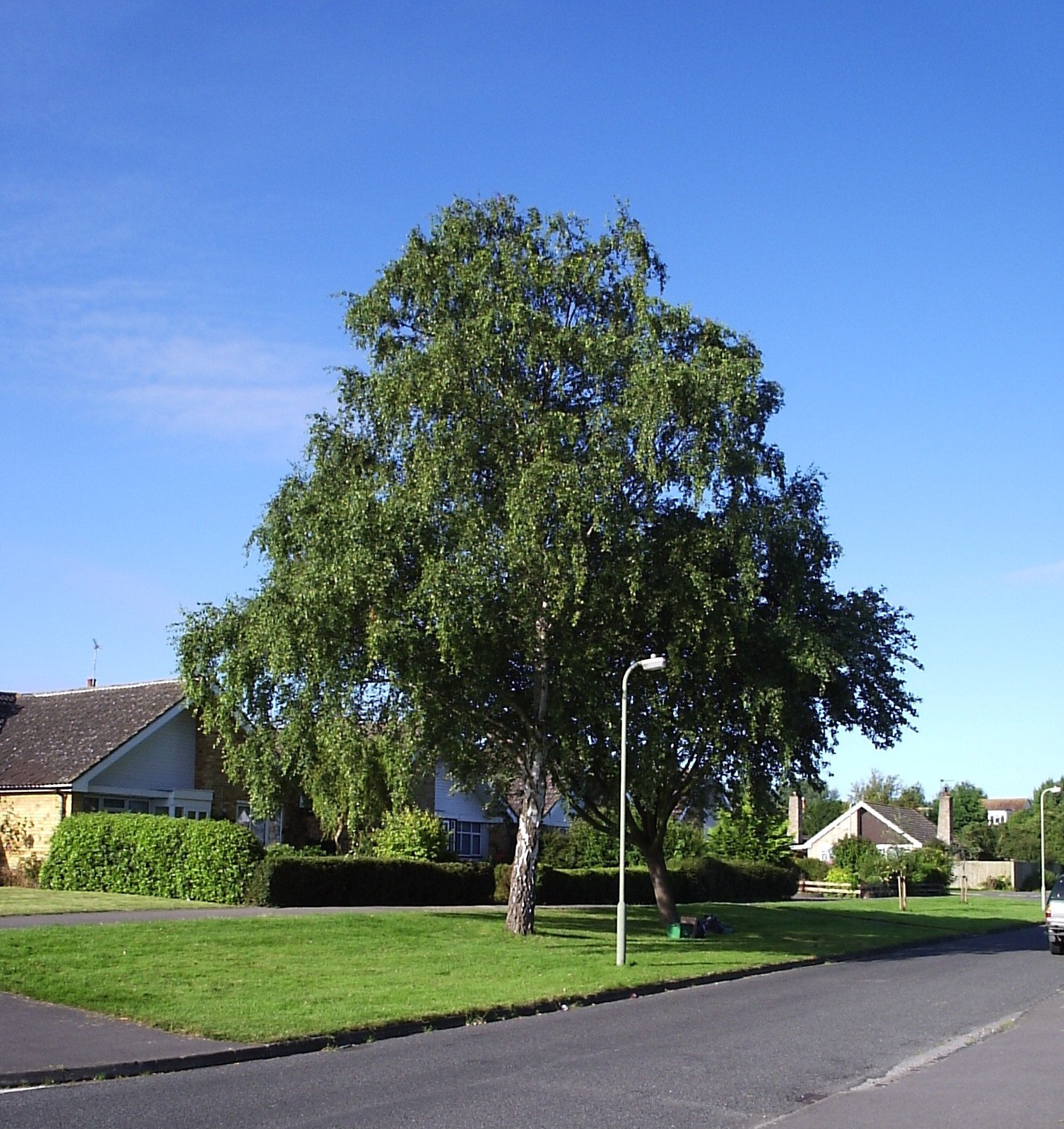 Last willow tree on old course of Pill Ditch 
in Vale Avenue, 7 August 2007